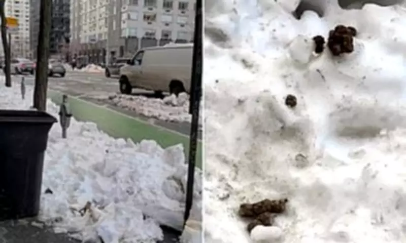 Upper East Side Residents Outraged Over Snow-Covered Dog Waste Crisis