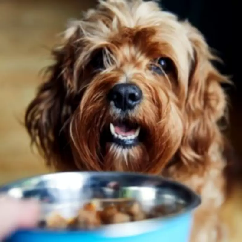 Urgent Pet Food Warning: Salmonella, Campylobacter, E.coli Found in Raw Products