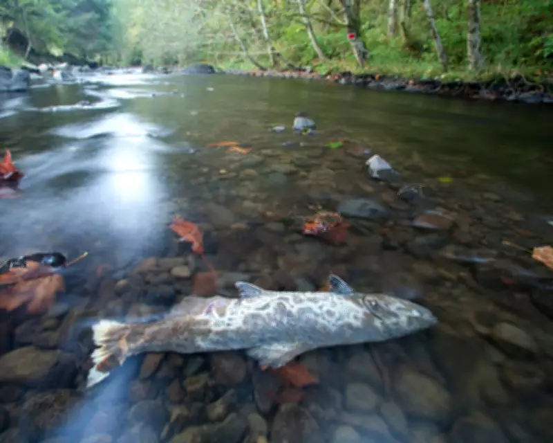 US Judge Weighs Landmark Case on Tyre Chemical's Role in Salmon Deaths