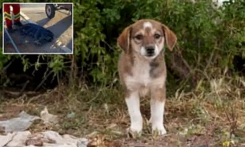 US Outrage Over Morocco's Alleged Stray Dog Cull Ahead of 2030 World Cup