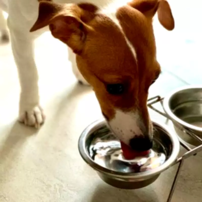 Vet Issues Urgent Dental Health Warning For Dogs: 'Don't Ignore This'