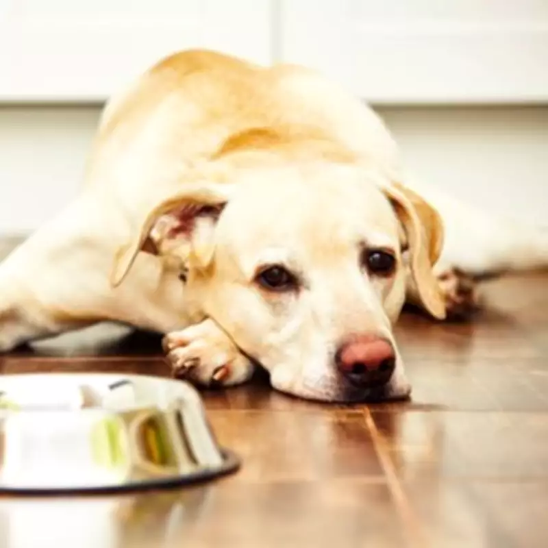 Vet Issues Warning: One Common Dog Food He Would Never Feed His Pet