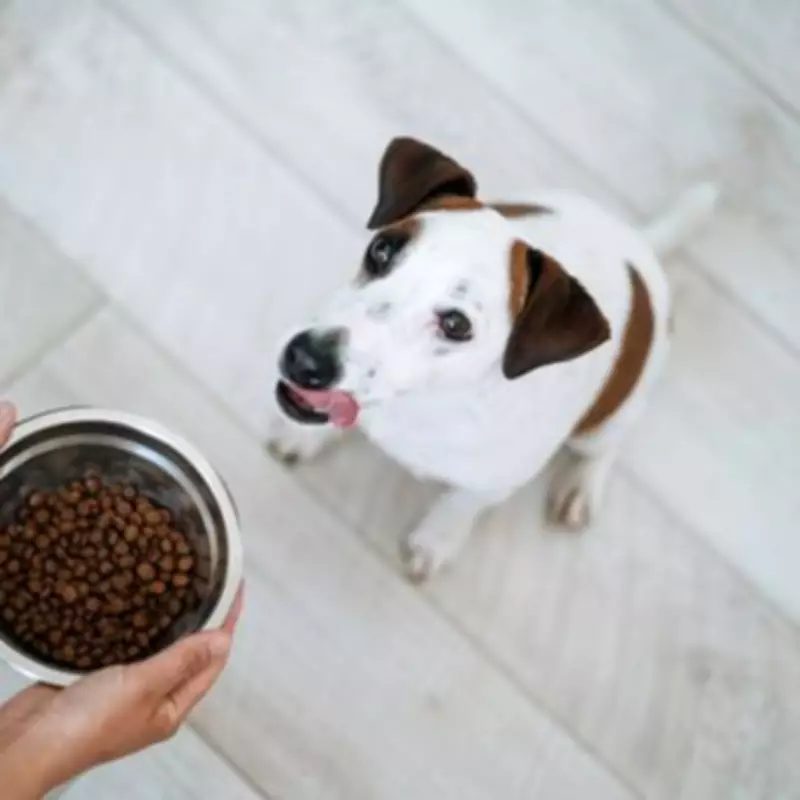 Vet Reveals 3 Diet Changes That Could Extend Your Dog's Life by 3 Years