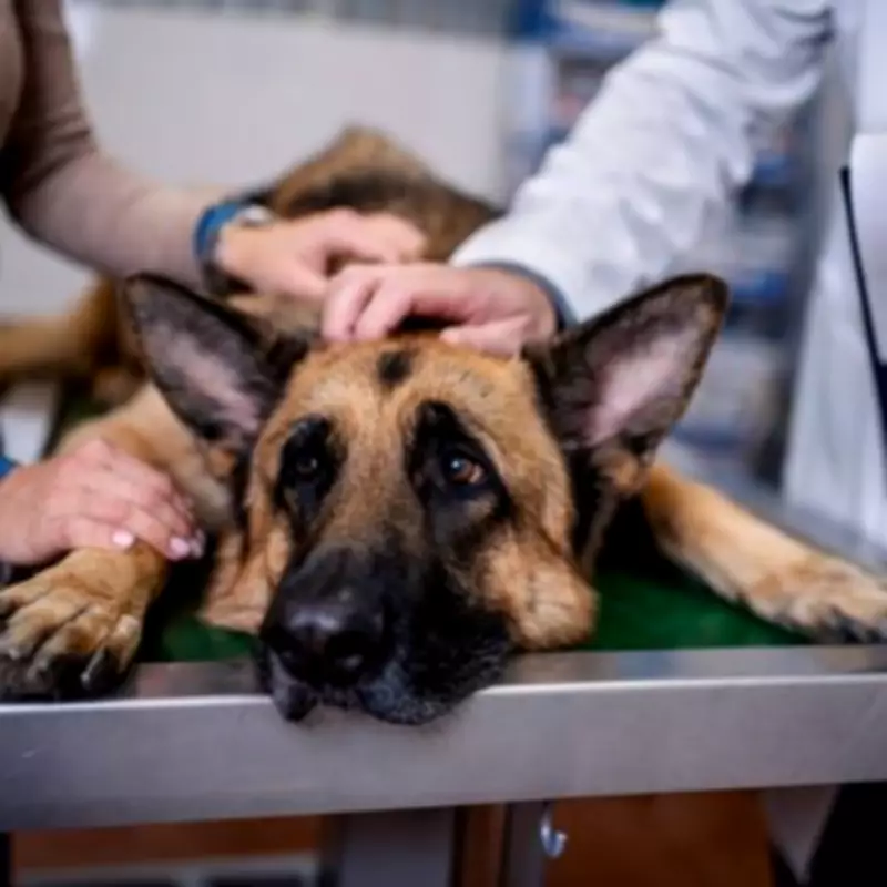 Vet Reveals 5 Dog Breeding Traits That Signal Serious Health Problems