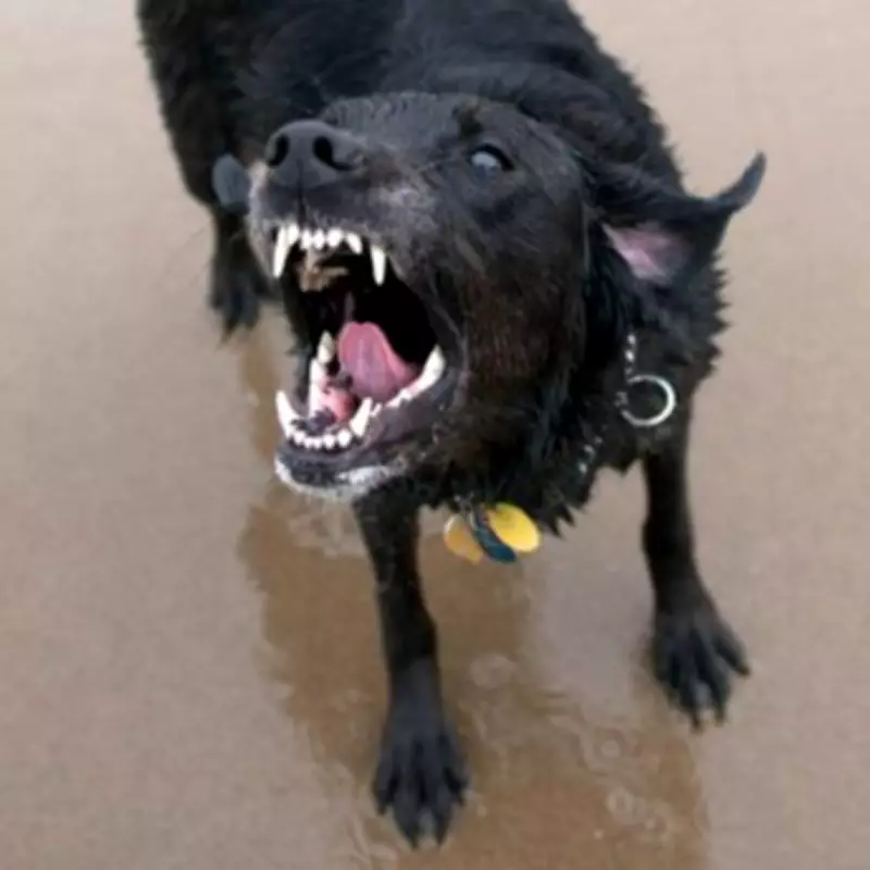 Vet Reveals Two Dog Breeds He Fears Most for Biting Risks