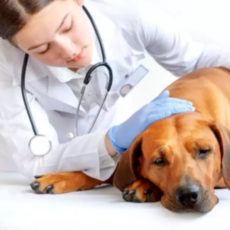 Vet Shares 10 Essential Insights for Pet Owners Facing Euthanasia