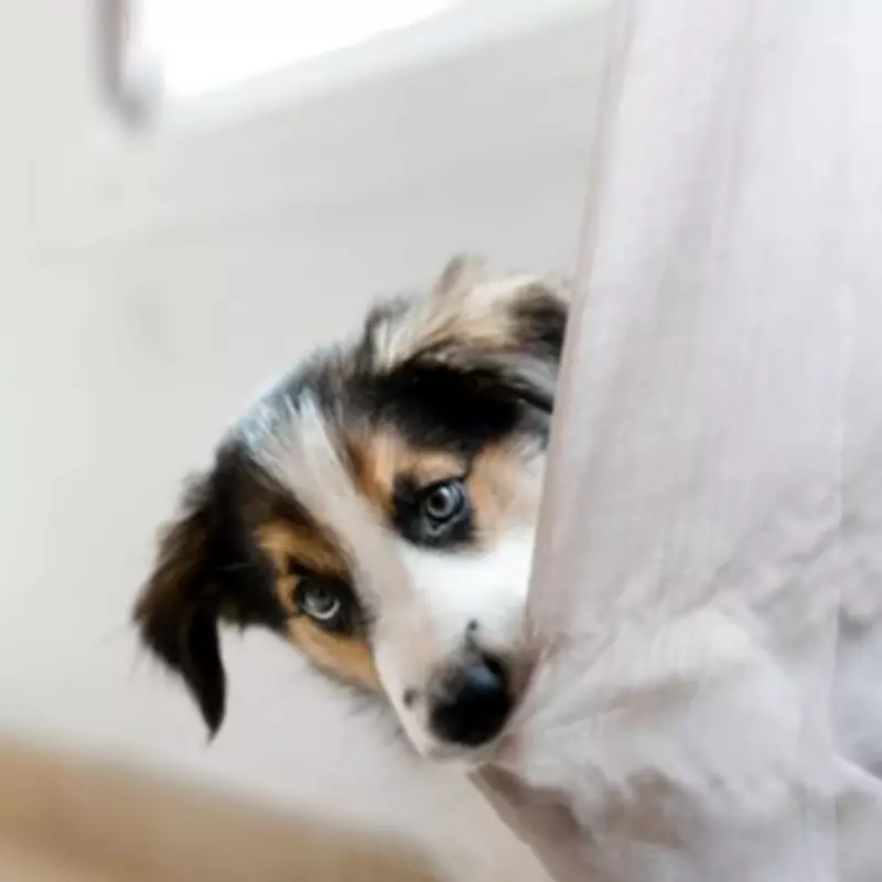 Vet Warns: Common Goodbye Habit Worsens Canine Separation Anxiety