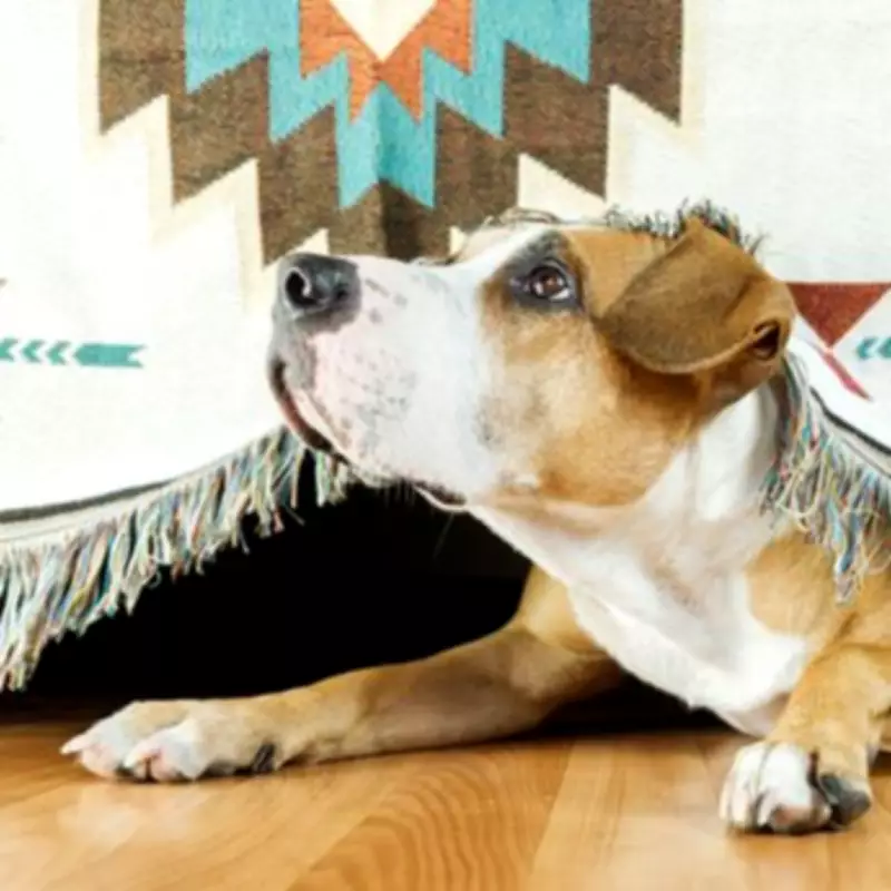 Vet Warns Dog Owners: Common Mistake Worsens Separation Anxiety