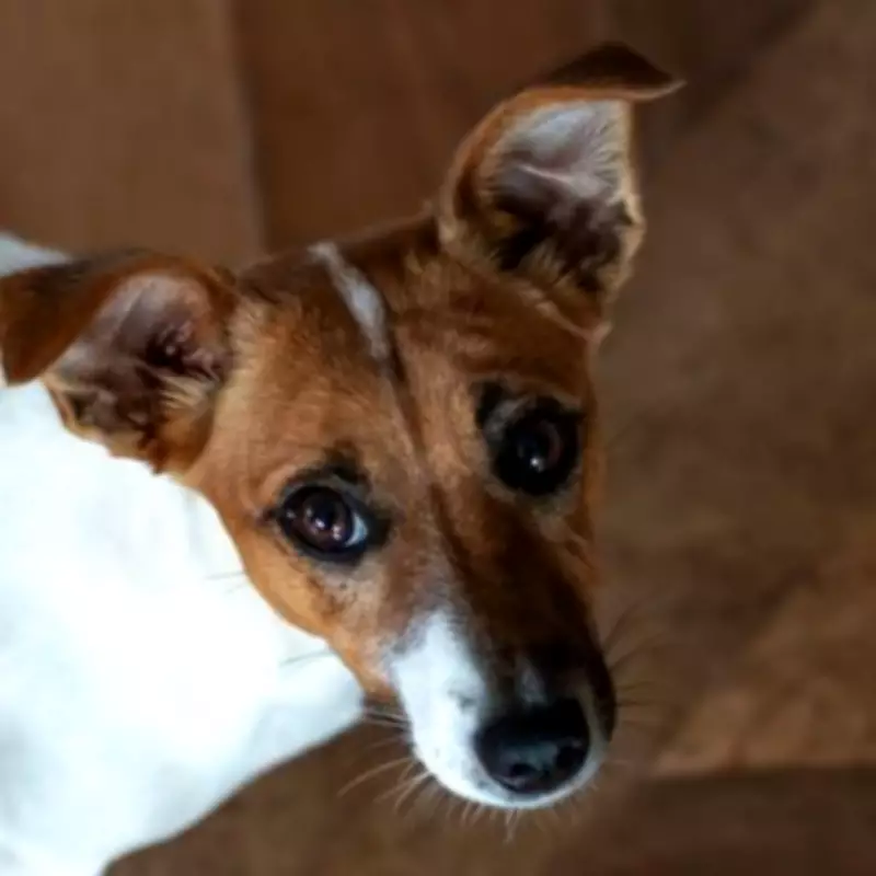 Vet Warns First-Time Dog Owners to Avoid These Three Challenging Breeds