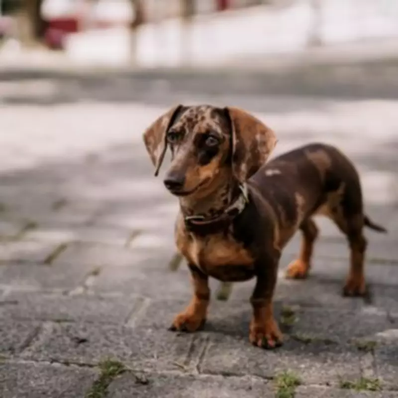 Veterinary Alert: Dog Owners Urged to Avoid Pancake Day Hazards