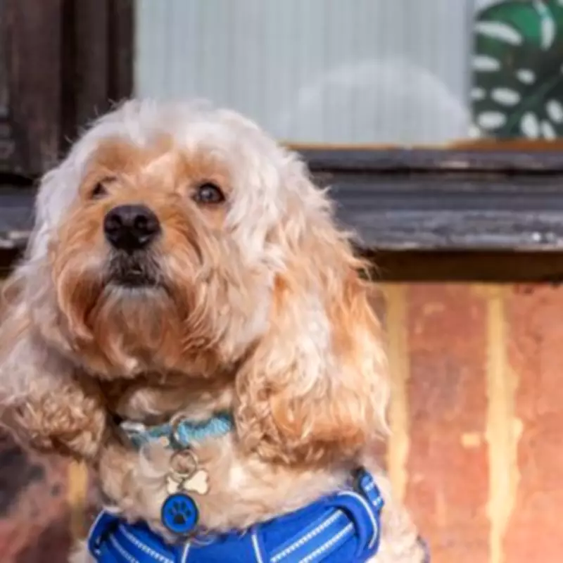 Vets Issue Urgent Warning: 5 Common Foods That Can Seriously Harm Your Dog