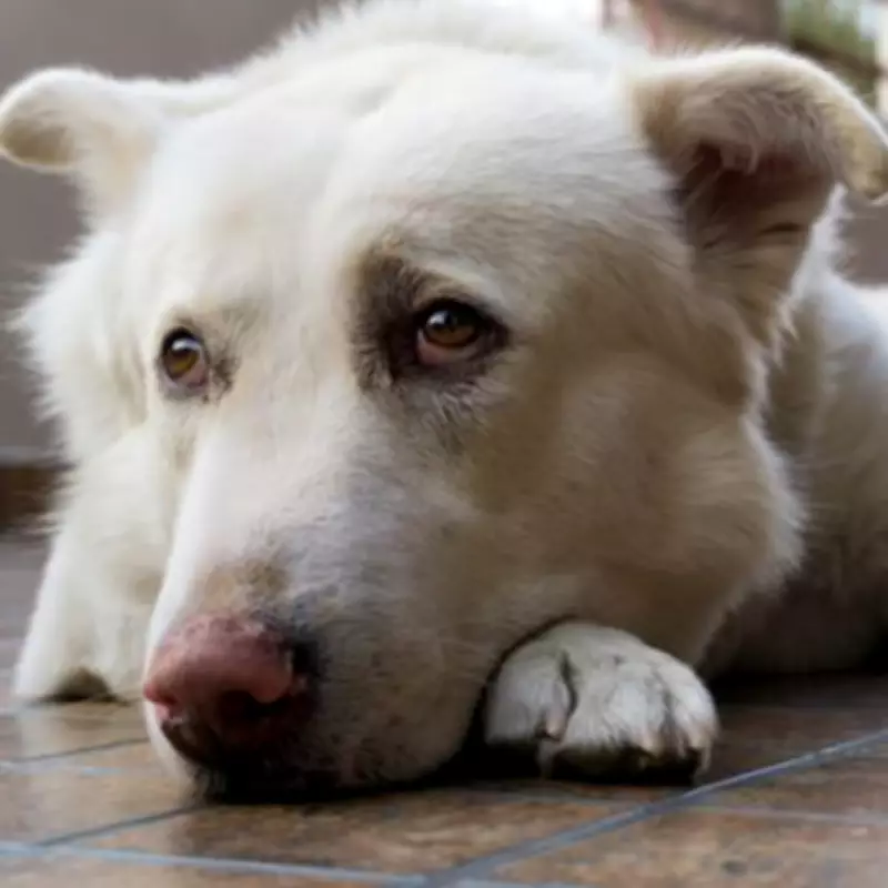 Vet's Pregnancy Revelation After Dog's Bizarre Behaviour Stuns Owner