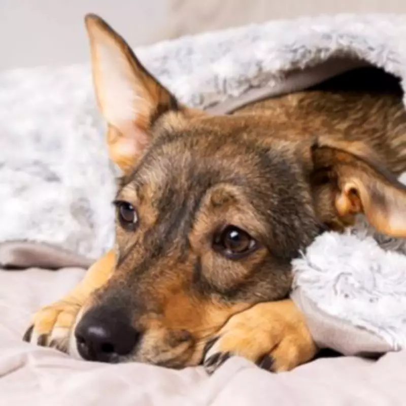 Vets Warn Cold Weather Masks 7 Early Arthritis Signs in Dogs