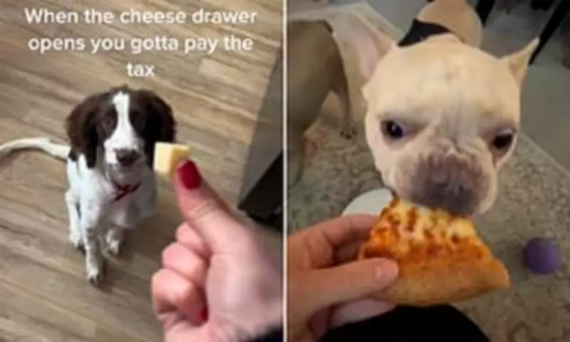 Vets Warn Viral Pet Treats Like 'Puppuccinos' Pose Serious Health Risks to Dogs