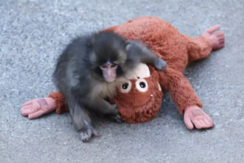 Viral Monkey Punch's Plushie Bond Echoes Harlow's Attachment Theory