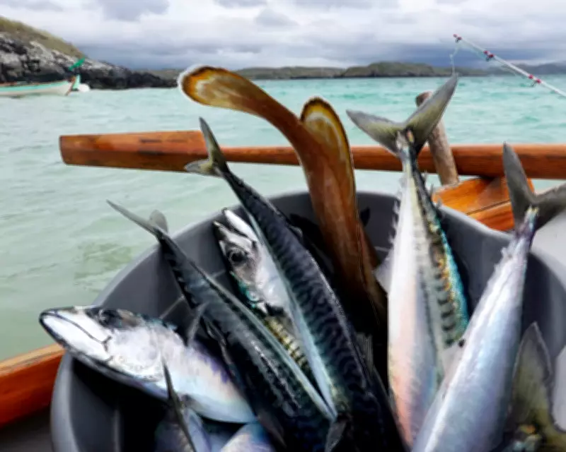 Waitrose Halts Mackerel Sales Amid Overfishing Concerns
