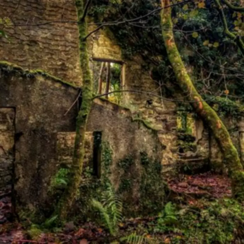 Welsh Village Abandoned for Quarry Expansion Now 'Vast and Wild' Nature Reclamation Site