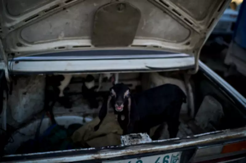 West Bank Livestock Market: Sheep and Goats Sold Before Dawn