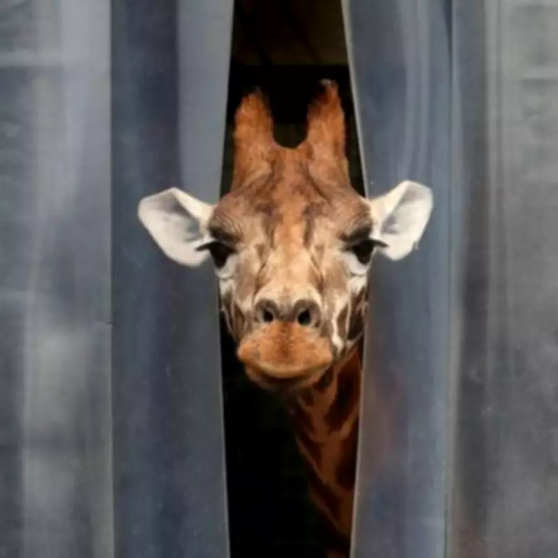 West Midlands Home with 'Giraffe Enclosure' Feature Baffles Potential Buyers