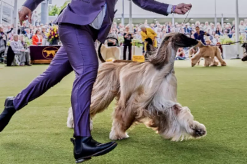 Westminster Dog Show 150th Edition: Key Facts and Canine Contenders