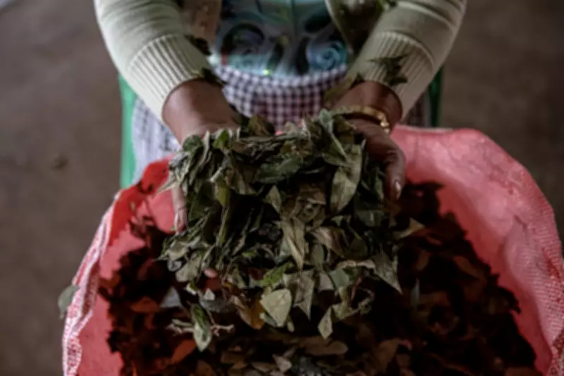 WHO Upholds Global Ban on Coca Leaf, Dashing Andean Growers' Hopes