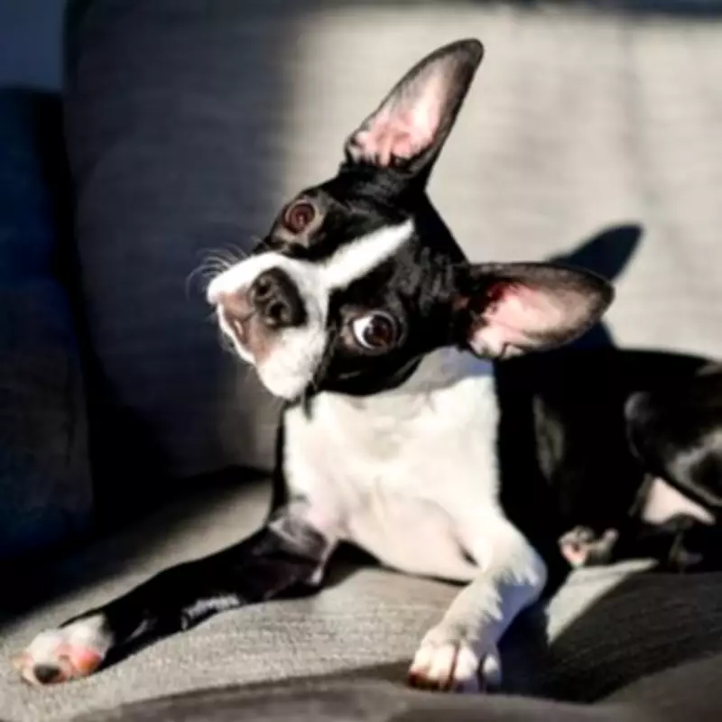 Why Dogs Tilt Their Heads: Vet Reveals Three Adorable Reasons