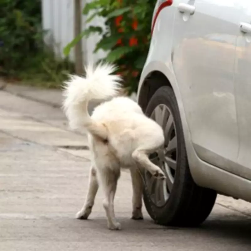 Why Some Male Dogs Squat to Pee: Learned Behaviour vs. Natural Instinct