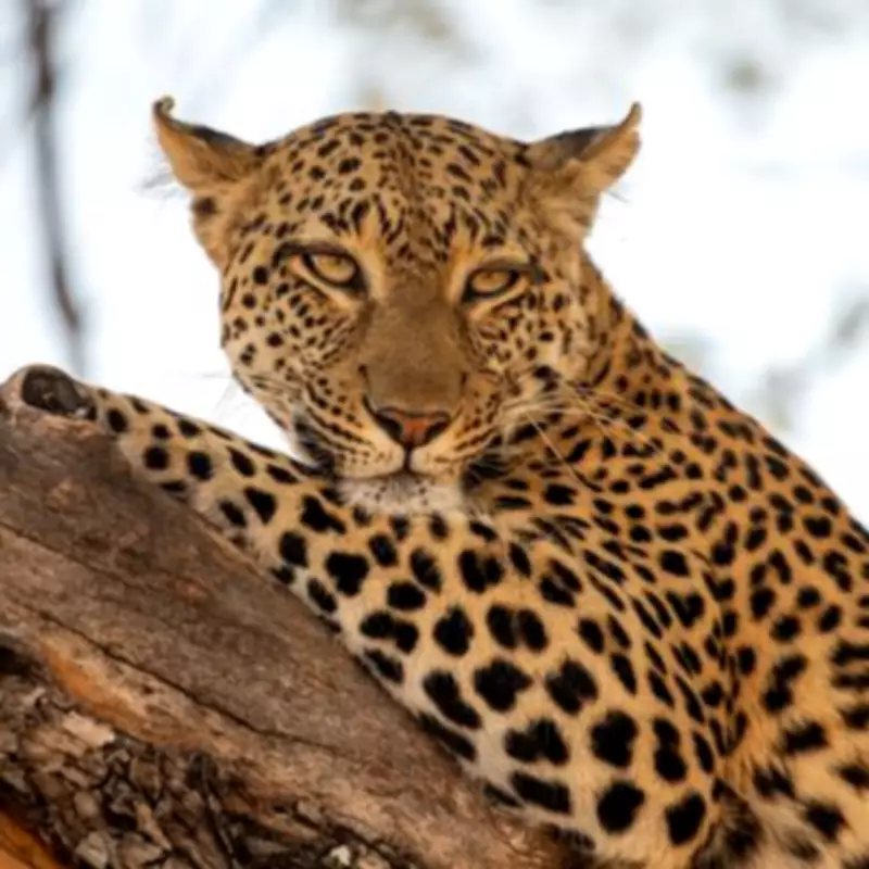 Wildlife Filmmakers Reveal Secrets from New Big Cats 24/7 Series