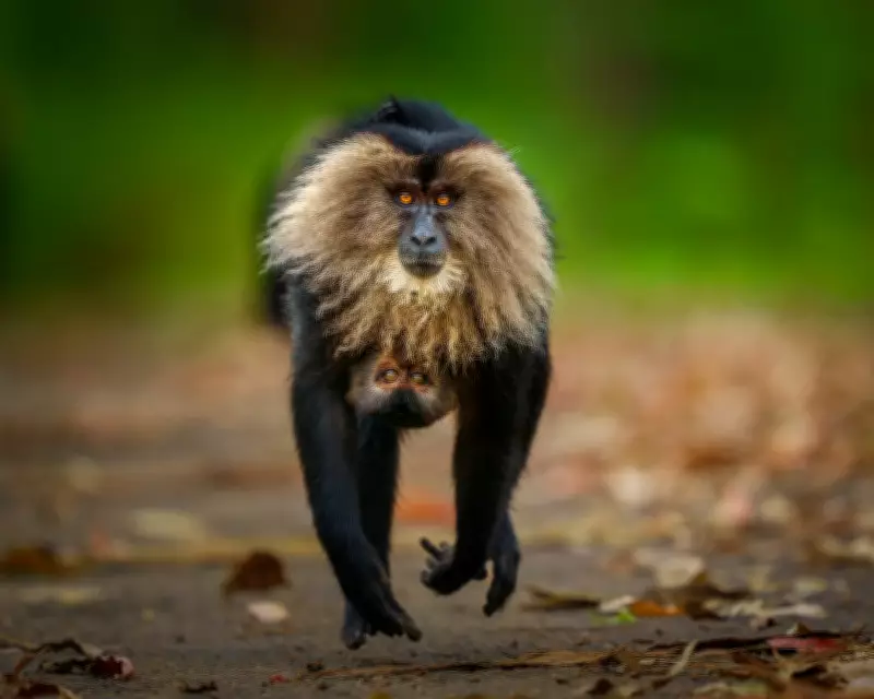 Wildlife Photographer of the Year People's Choice 2026 Shortlist Announced