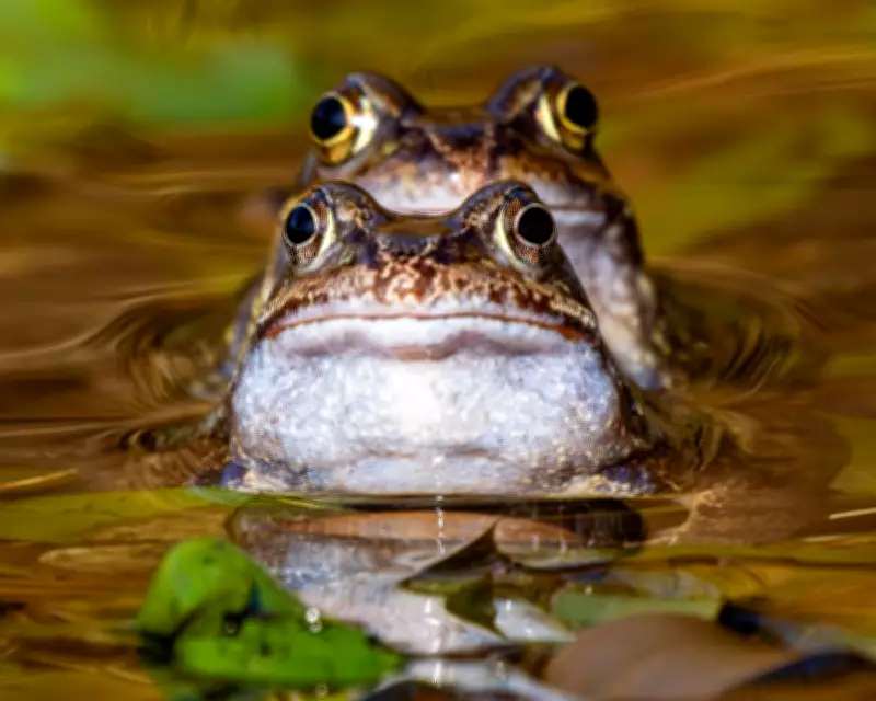 Wildlife Week: Rescued Dolphins, White Whale, and Rare Kākāpō Chick