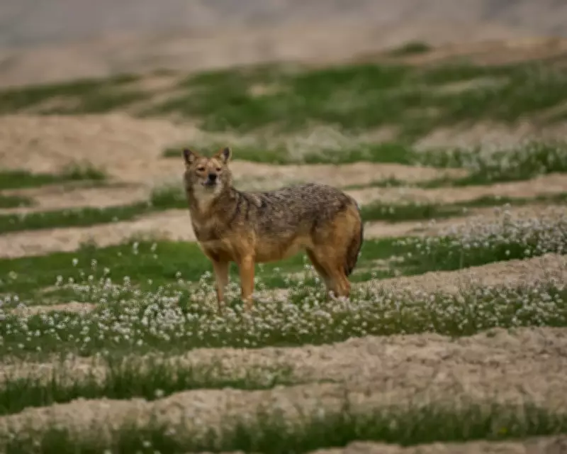 Wildlife Week: Thirsty Raccoons, Superhero Squids, and Delinquent Swans