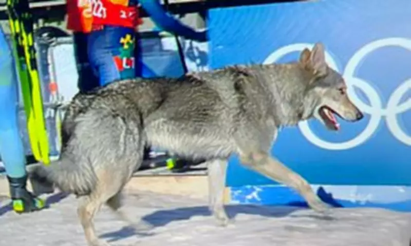 Wolf-Like Dog Interrupts Winter Olympics Cross Country Race in Italy