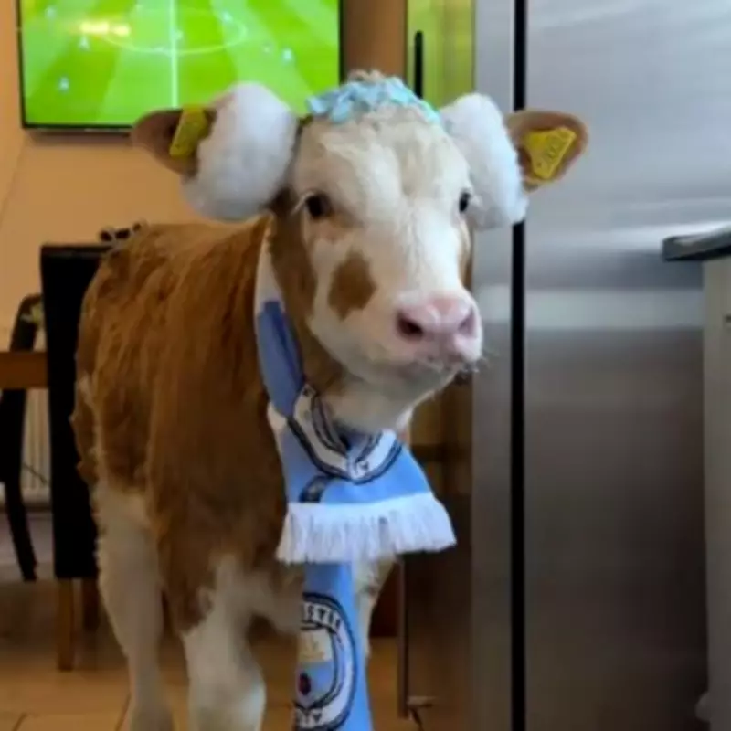 Woman Shares Home with Manchester City Supporting Calf in Viral TikTok Story