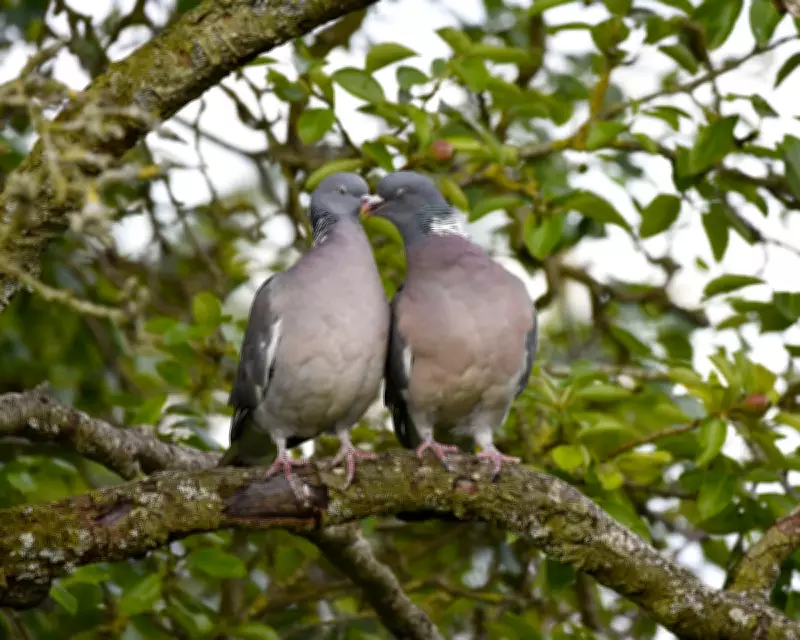Wood Pigeon Courtship Rituals Echo Bridgerton's Grand Romance