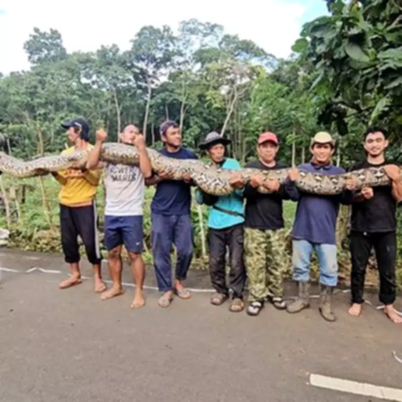 World's Longest Snake 'The Baroness' Breaks Guinness Record in Indonesia