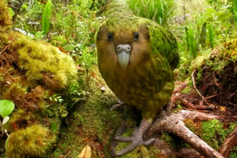 World's Only Flightless Parrot Nears Survival After Unprecedented Mating Boom