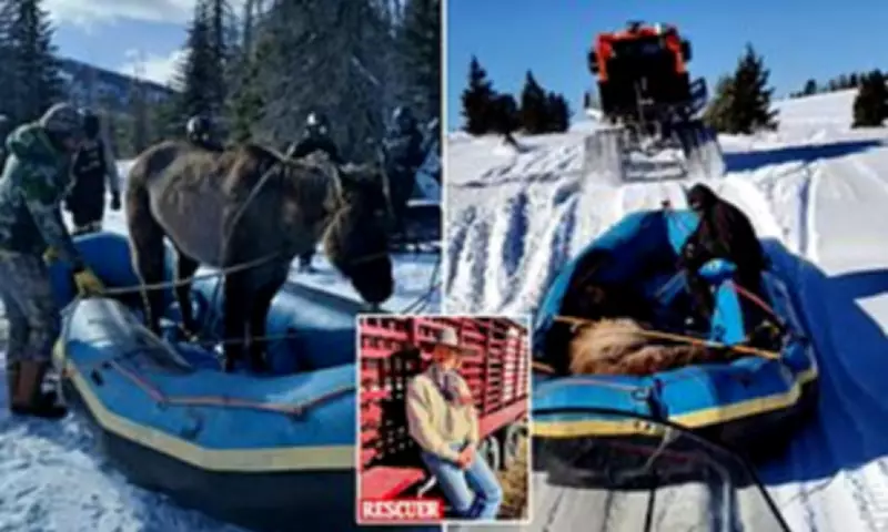 Wyoming Cowboy Rescue: Stubborn Horse Survives Seven Months in Wilderness