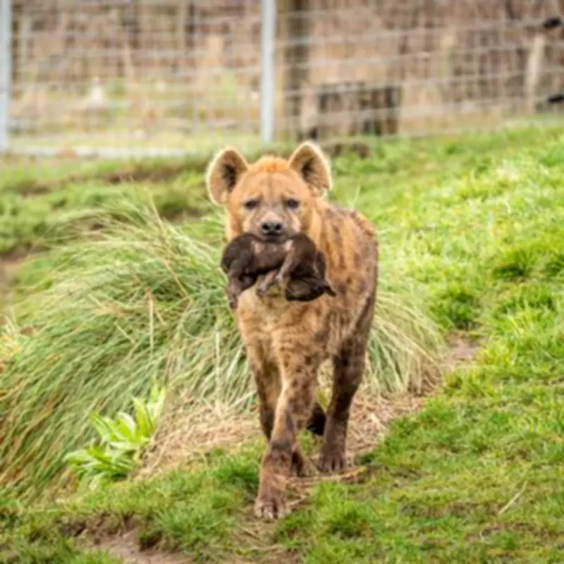 Yorkshire Wildlife Park's Hyena 'Supermum' Saves Cubs from Flooding