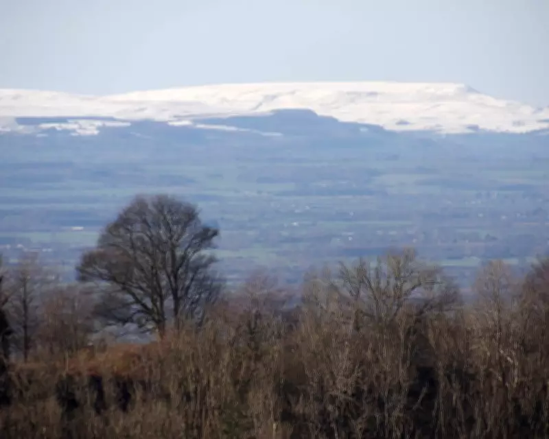 Young Naturalist Chronicles Beloved Walk to a Cherished Ancient Tree