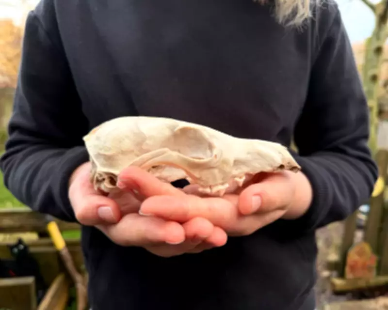 Young Naturalist's Diary: A Fox Skull Discovery in the Countryside