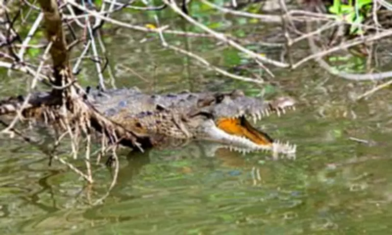 Zambian Fisherman Killed by Crocodile After Fleeing Elephant Herd