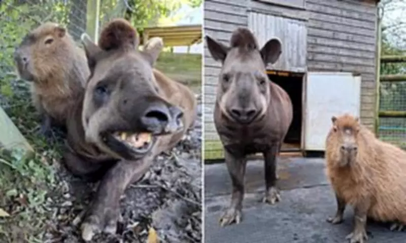 Zoo's Heartbreaking Farewell: Inseparable Animal Friends Euthanised Together