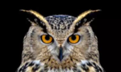 Beyond Night Owls and Morning Larks: Five Distinct Sleep Chronotypes Revealed