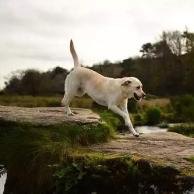Dartmoor Dog Owners Face Livestock Protection Laws: Farmers Can Lawfully Shoot Pets
