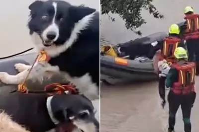 Dogs and Cats Rescued by Lifeboat During Devastating Spanish Floods