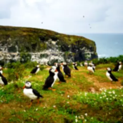 Escape to Skomer Island: Free Accommodation for Puffin Counters