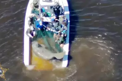 Injured Florida Manatee and Calf Rescued, Taken to SeaWorld for Rehabilitation