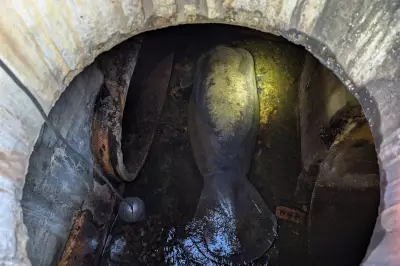 Massive 410-Pound Manatee Rescued from Florida Storm Drain, Now Recovering