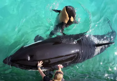 Orcas at French Aquarium Marineland Antibes Spark Animal Welfare Debate