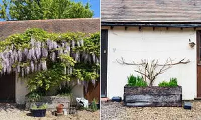 Oxford Nurse Forced to Cut Historic Wisteria Over Unproven Rat Claims